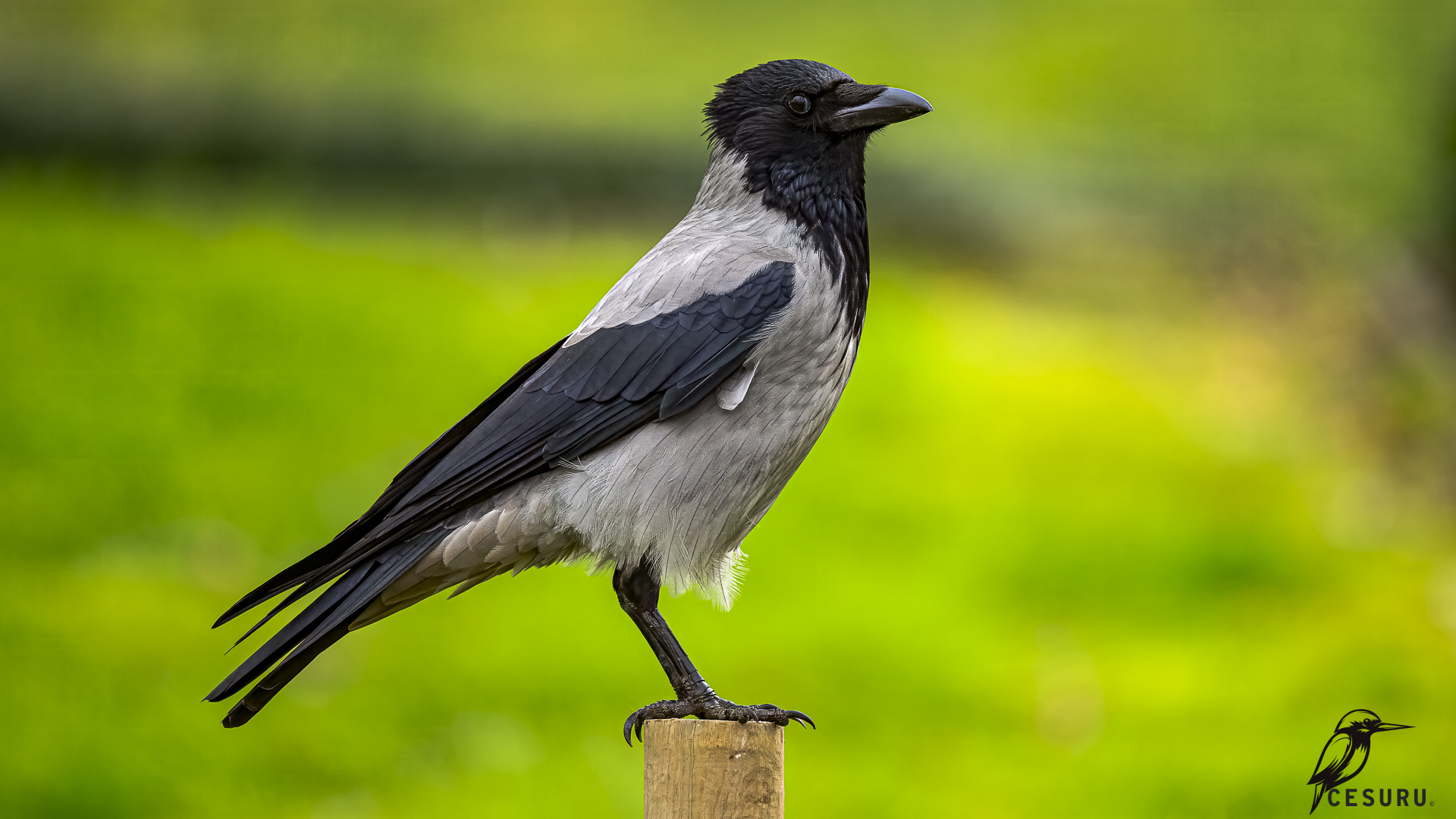 Hooded Crow